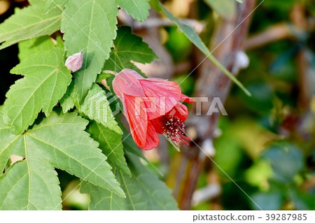 Abylon blooming in Mitaka Nakahara Abylon blooming in Mitaka Nakahara 39287985