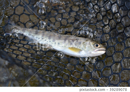 Yamame Yamame 39289078