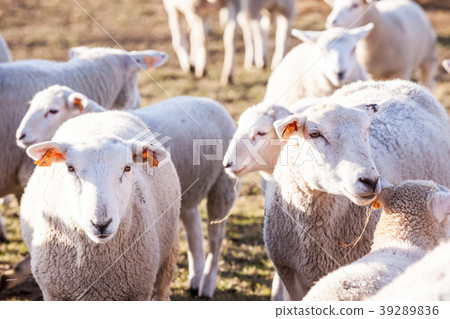 sheep on the field 39289836