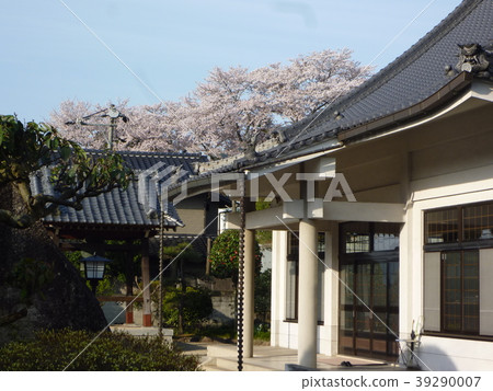 寺廟和櫻花 39290007