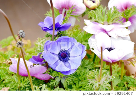 開花在三鷹中原的銀蓮花屬 39291407