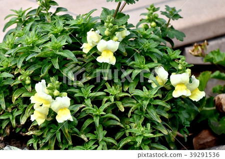 開花在三鷹中原的蘑菇 開花在三鷹中原的蘑菇 39291536