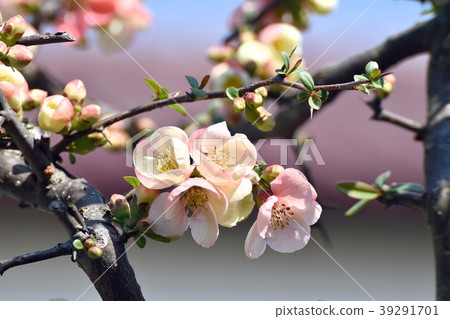 開花在三鷹中原的開花的花 開花在三鷹中原的開花的花 39291701