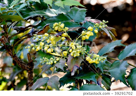 Hollyin人參開花在Mitaka Sengawa鄰近的公園 Hollyin人參開花在Mitaka Sengawa鄰近的公園 39291702
