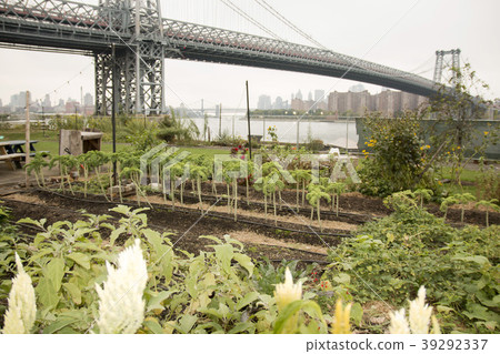 Garden under the Williamsburg Bridge 39292337