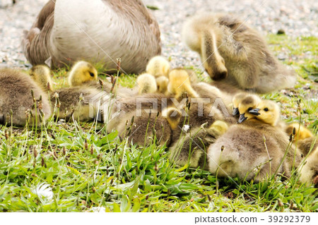 Goslings resting on top of each other Goslings resting on top of each other 39292379
