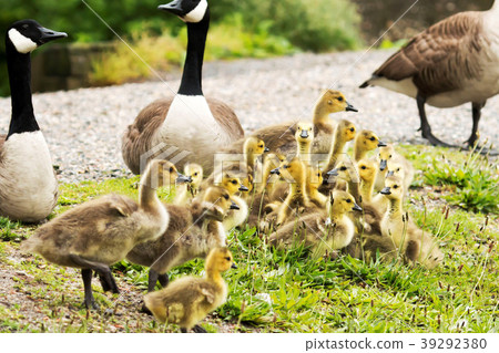 Family of geese Family of geese 39292380