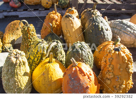 Gourds for sale at a pumpkin farm 39292382
