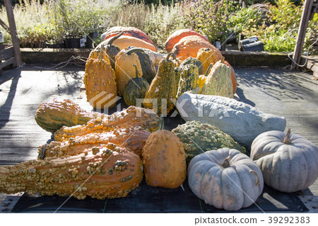 Gourds and pumpkins at a farm stand Gourds and pumpkins at a farm stand 39292383