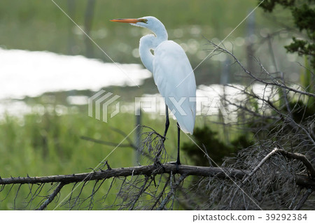 Great white Heron standing on a branch Great white Heron standing on a branch 39292384