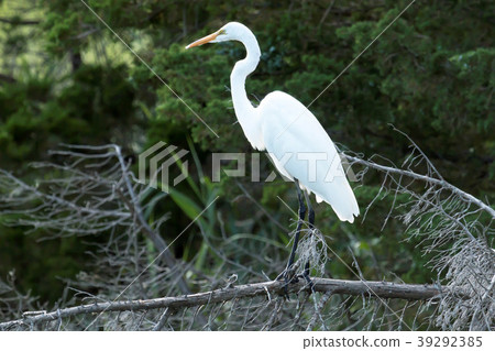 Great white heron standing on a dead tree branch Great white heron standing on a dead tree branch 39292385