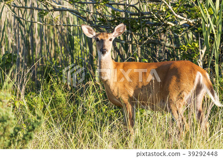 Deer on Fire Island Deer on Fire Island 39292448