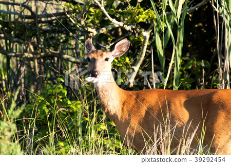 Deer sticking its tongue out 39292454