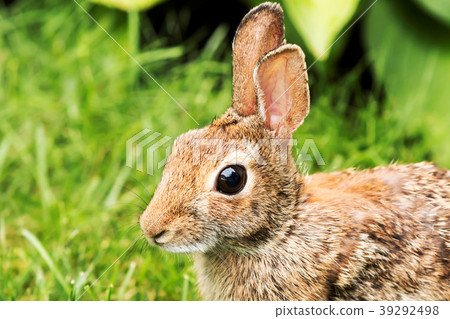 Close-up of a brown rabbits face Close-up of a brown rabbits face 39292498