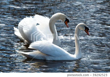 Love Birds Swans 39292523
