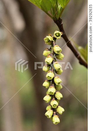 Kibushi _雌性花序 Kibushi _雌性花序 39292635