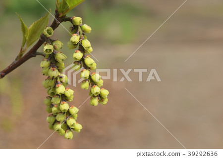 Kibushi _雌性花序 Kibushi _雌性花序 39292636