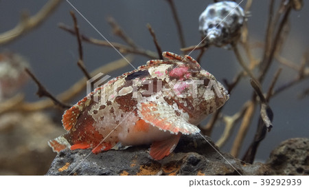 Haokoze Haokoze 39292939