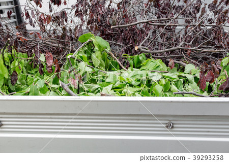Branches in the back of the truck. The work of the Branches in the back of the truck. The work of the 39293258