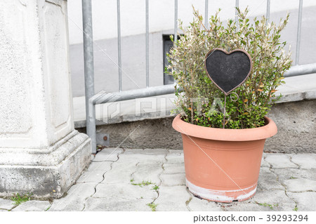 Green plants in pots. Outdoor on the summer patio Green plants in pots. Outdoor on the summer patio 39293294