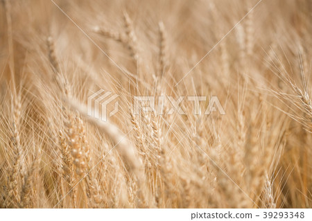 Ripe harvest, agricultural land. Gold wheat field 39293348