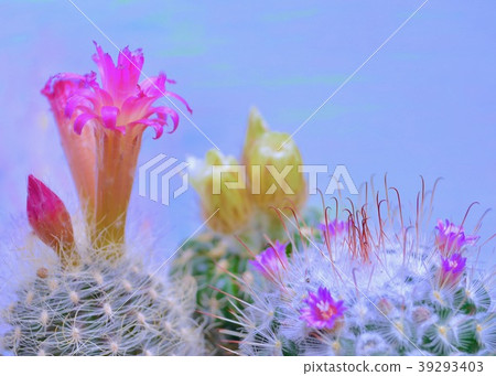 仙人掌花充滿魅力 39293403