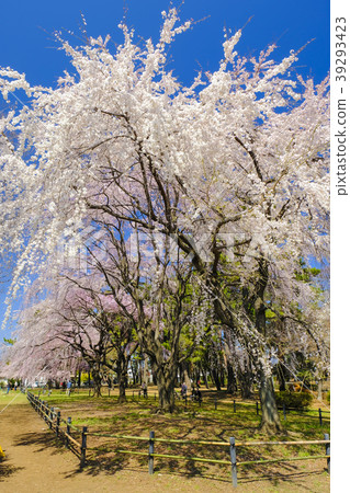 Weeping cherry tree (vertical) 2 of Shikishima Park 39293423