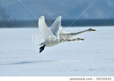 Swan of Inawashiro 39293626