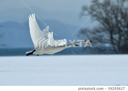 Swan of Inawashiro Swan of Inawashiro 39293627