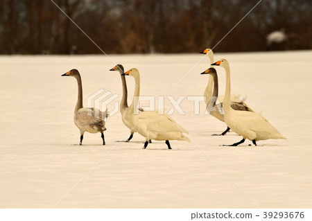 豬苗代的天鵝 豬苗代的天鵝 39293676