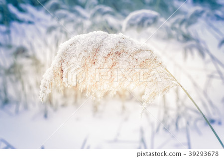 Winter day on frozen lake with dry reed grasses 39293678