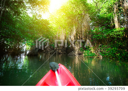 Paddling canoe through fantasy mangrove forest Paddling canoe through fantasy mangrove forest 39293709