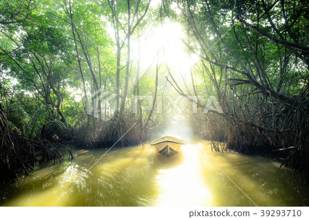 Mysterious mangrove rain forest. Sri Lanka 39293710