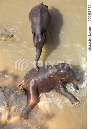Big Asian elephants. Wild nature of Sri Lanka Big Asian elephants. Wild nature of Sri Lanka 39293712