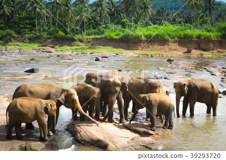 Big Asian elephants. Wild nature of Sri Lanka Big Asian elephants. Wild nature of Sri Lanka 39293720