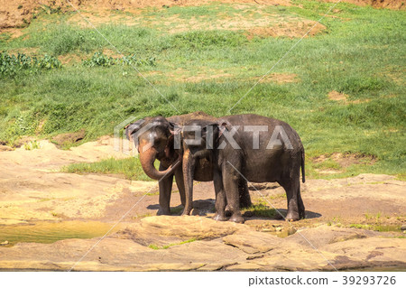 Big Asian elephants. Wild nature of Sri Lanka Big Asian elephants. Wild nature of Sri Lanka 39293726