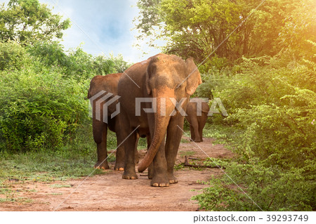 Big Asian elephants in Udawalawe, Sri Lanka 39293749