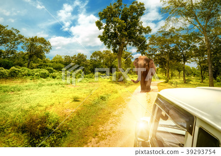 Exploring lwild elephants at jeep safari.Sri Lanka Exploring lwild elephants at jeep safari.Sri Lanka 39293754