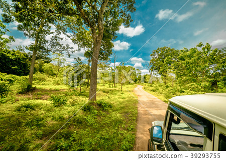 Exploring amazing nature at jeep safari. Sri Lanka Exploring amazing nature at jeep safari. Sri Lanka 39293755