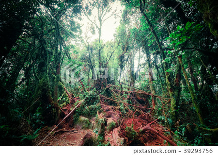 Mysterious vegetation of tropical rainforest Mysterious vegetation of tropical rainforest 39293756