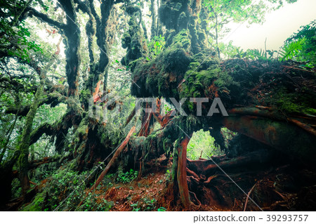 Mysterious vegetation of tropical rainforest 39293757