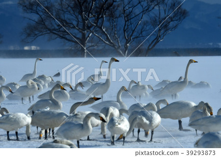 Swan of Inawashiro Swan of Inawashiro 39293873
