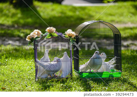 two white wedding pigeons in cage two white wedding pigeons in cage 39294473