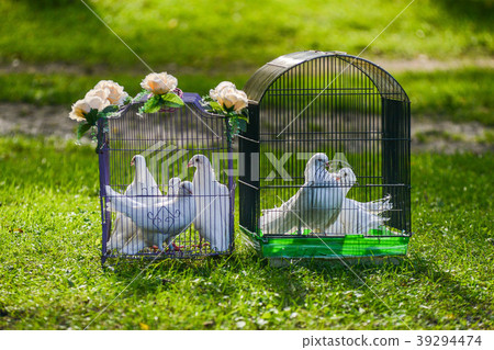 two white wedding pigeons in cage two white wedding pigeons in cage 39294474