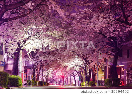 Cherry blossom tunnel 39294492