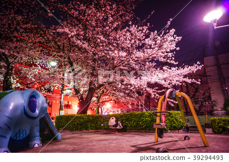 Cherry blossoms in the park 39294493