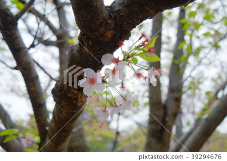 Cherry tree part 1 of Hiroshima Castle Park Cherry tree part 1 of Hiroshima Castle Park 39294676