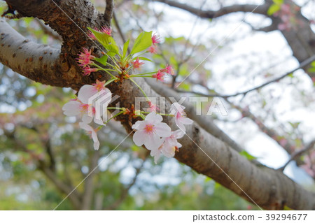 Cherry blossoms in Hiroshima Castle Park part 2 Cherry blossoms in Hiroshima Castle Park part 2 39294677