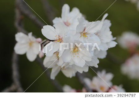 櫻花 39294797