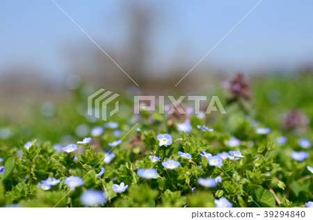 Spring spring Spring spring 39294840